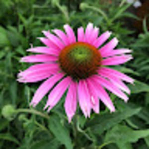 Meet your Posher, Liana